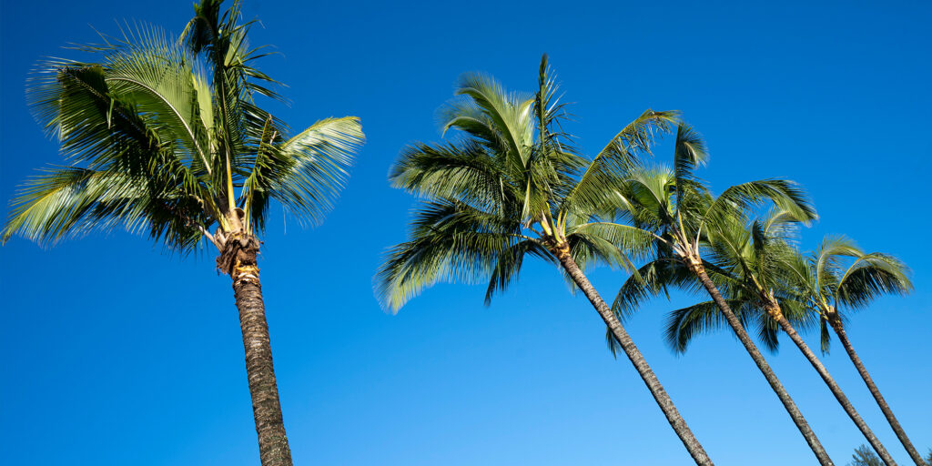 Free Japanese Food Festival Hits Coconut Grove This Weekend